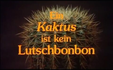 ein kaktus ist kein lutschbonbon ein kaktus ist kein lutschbonbon